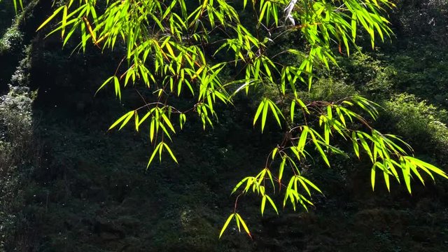 Bamboo leaves isolated on a black background, Full HD footage video