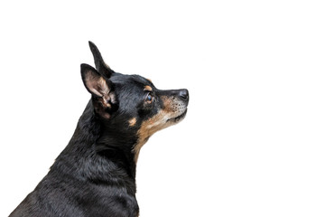 Small dog on a white isolated background. Piper Prague, Czech ratlin, Libensky cernocka – the Prazsky krysarik.