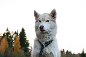 beautiful dog on the background of the autumn forest