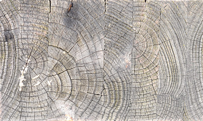 old wood texture of  board