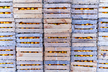 Storage, shipping and delivery of citrus fruits in wooden boxes