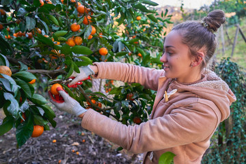 Woman farmer in work gloves cuts down ripe orange tangerines from branches using secateur