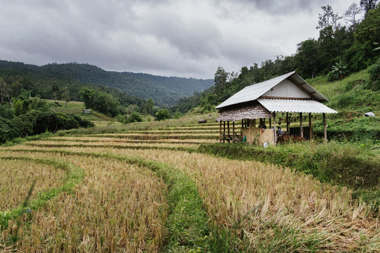 Natural farm fields in south east Asia