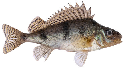 Freshwater fish isolated on white background closeup. Balon's ruffe, also known as the Danube ruffe...