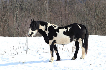 Black and white draft horse posing on a snowy hill