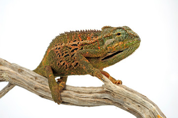 Montane side-striped chameleon (Trioceros ellioti / Chamaeleo ellioti) © bennytrapp