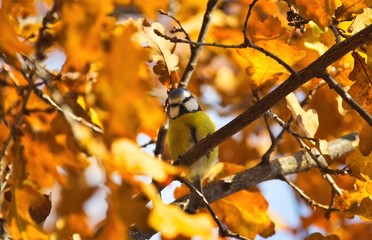 Eine Blaumeise sitzt im Herbst auf einem Ast im Baum inmitten von leuchtend gelben Blättern, Cyanistes caeruleus
