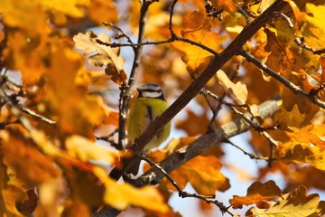 Eine Blaumeise sitzt im Herbst auf einem Ast im Baum inmitten von leuchtend gelben Blättern, Cyanistes caeruleus