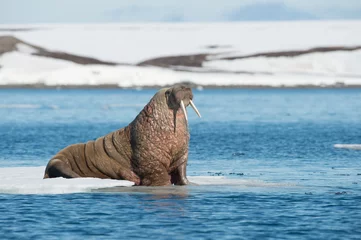 Fotobehang Walrus MORSA