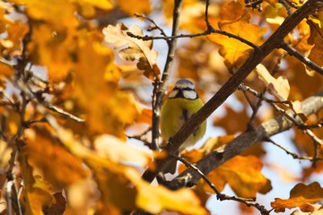 Eine Blaumeise sitzt im Herbst auf einem Ast im Baum inmitten von leuchtend gelben Blättern, Cyanistes caeruleus