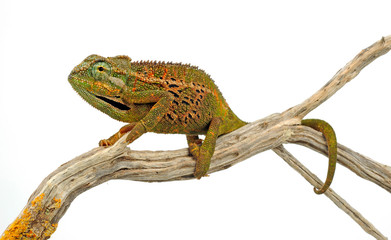 Montane side-striped chameleon (Trioceros ellioti / Chamaeleo ellioti) © bennytrapp