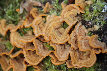 Orange winter fungus toxic mushrooms