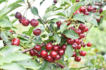 Cherry farm            