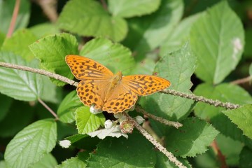 Schmetterling