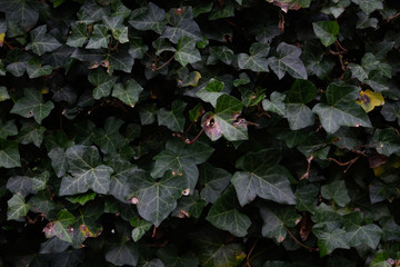Ivy wall