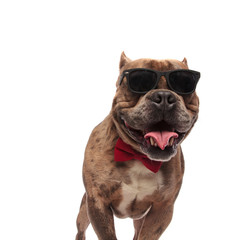 happy american bully wearing sunglasses and red bowtie