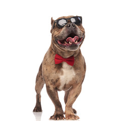 happy american bully wearing sunglasses and red bowtie