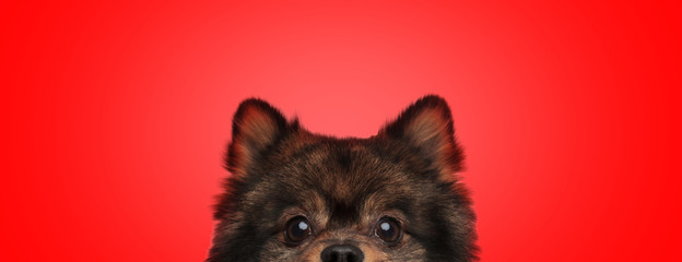 spitz dog with brown fur hiding his face from camera