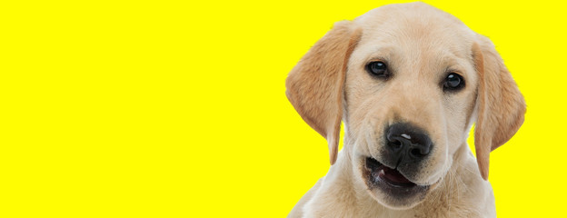 labrador retriever dog with brown fur making faces at camera
