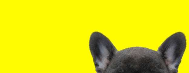 close up on a french bulldog's ears and forehead