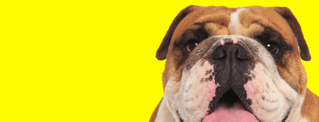 english bulldog dog with brown fur sticking out tongue