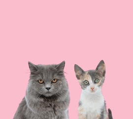 team of two cats on pink background