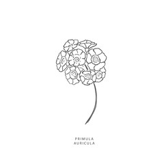 Greenery design elements. Botanical logos.