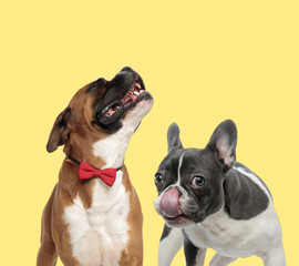 couple of dogs howling and licking nose