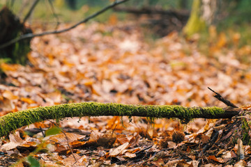 autumn
