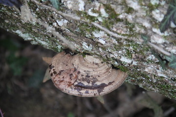 Forest tree trunk tinder mushroom