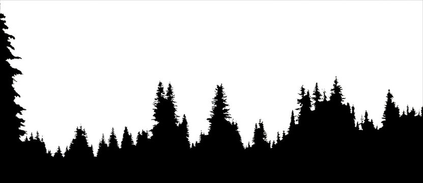Spruce forest in winter. Falling snow in the winter forest