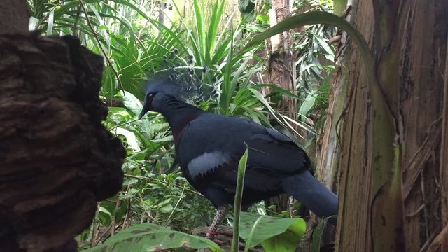 Victoria crowned pigeon Goura bird, a blueish grey pigeon with crest on head from new Guinea stock footage 