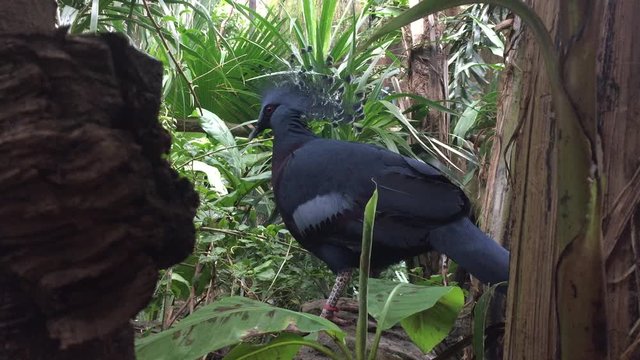 Victoria crowned pigeon Goura bird, a blueish grey pigeon with crest on head from new Guinea stock footage 