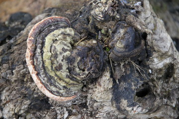 Forest tree trunk tinder mushroom