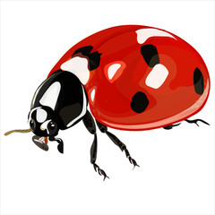 Insect ladybug vector