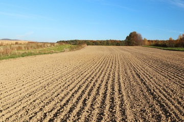 The furrows of the plowed field at the edge of the forest. Free soil for planting crops....