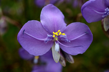Obraz premium Closeup a Purple Murdannia Flower in the Field with Selective Focus