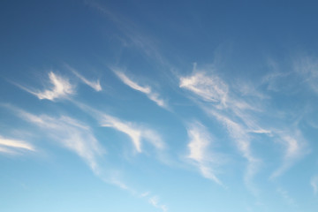 Obraz premium Cirrus clouds on a clear blue sky. Weather forecast. Water in a gaseous state in nature. The atmosphere of the earth. The effect of humidity on agricultural production. The symbol of freedom