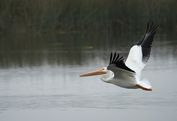 Fototapeta na wymiar White Pelican In Flight