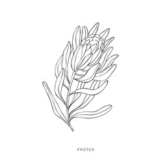 Greenery design elements. Botanical logos.