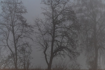 Obraz na płótnie Canvas trees in fog
