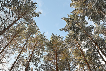 Winter pine forest under snow, beutiful snowy landscape