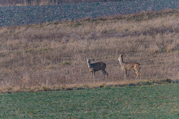deer in the fields