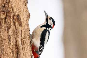 Great spotted woodpecker dendrocopos major perched on bark of tree portrait. Cute common forest...