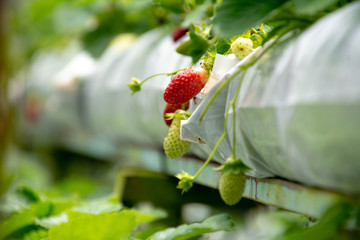 Fresas verdes y fresas para recoger