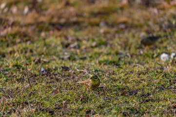 Larks feeding in grass