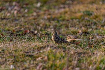 Larks feeding in grass