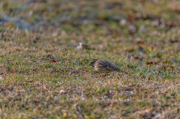 Larks feeding in grass