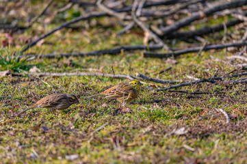 Larks feeding in grass