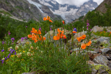 Flowers on a glacier background